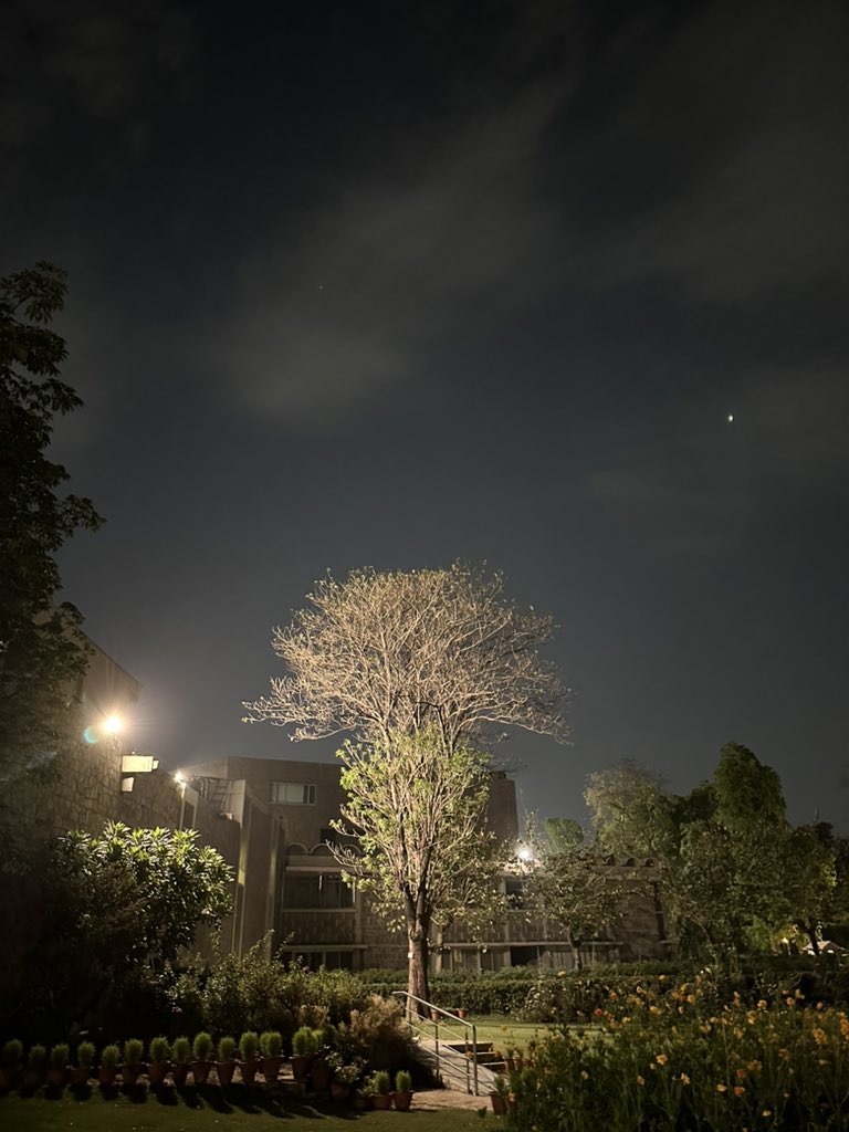 Light of leafless ness… Delhi Arbor, India International Center, Somewhere in May