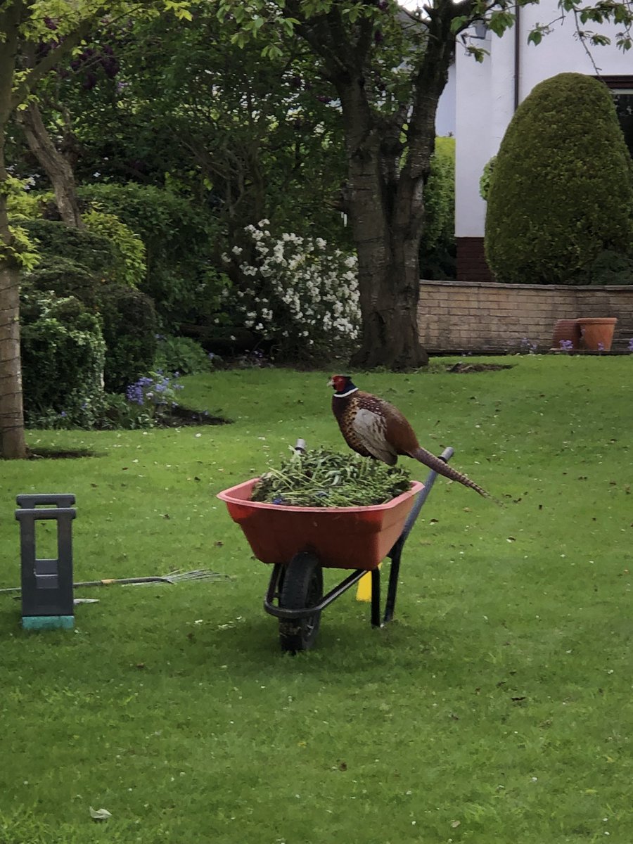 Billy the pheasant helping Ruth do the garden. he’s been with her all day.