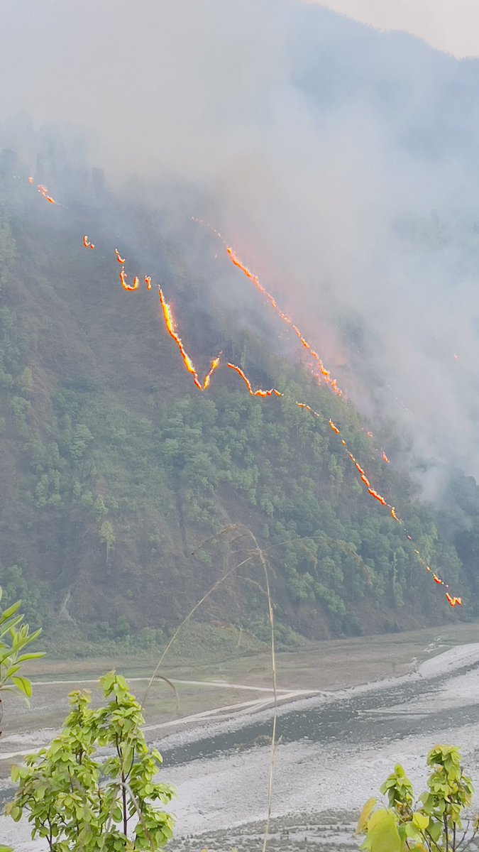 "वनै खायो डडेलोले मनै खायो त्यै मोरिको पापी मायाले "