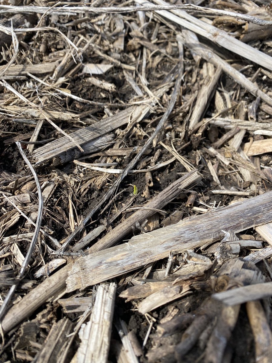 southbranchag's tweet image. Hello buddy! 2 weeks from planting date. Current soil temperature back down to 54 degrees.