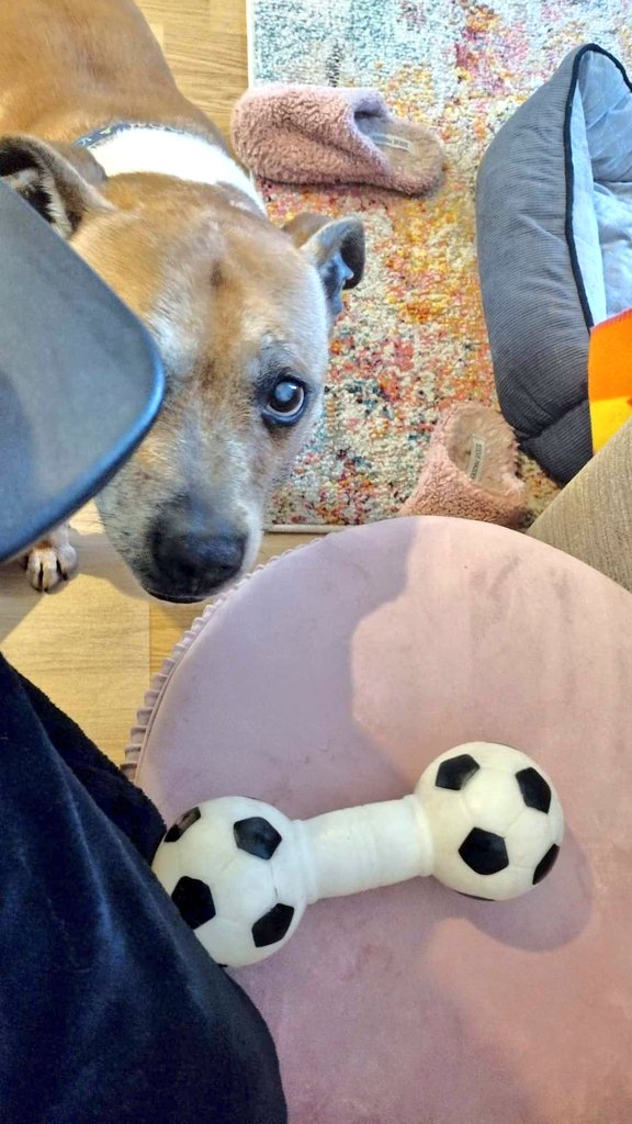 Still no interest in our marvellous Mr Mutley so his fosty Mum has put a little write up together for you to get a better idea of what a smashing little fella he really is 😁 Click here to learn more or to apply to adopt him 🙏 seniorstaffyclub.co.uk/adopt-a-staffy… #TeamZay #AdoptDontShop ❤️