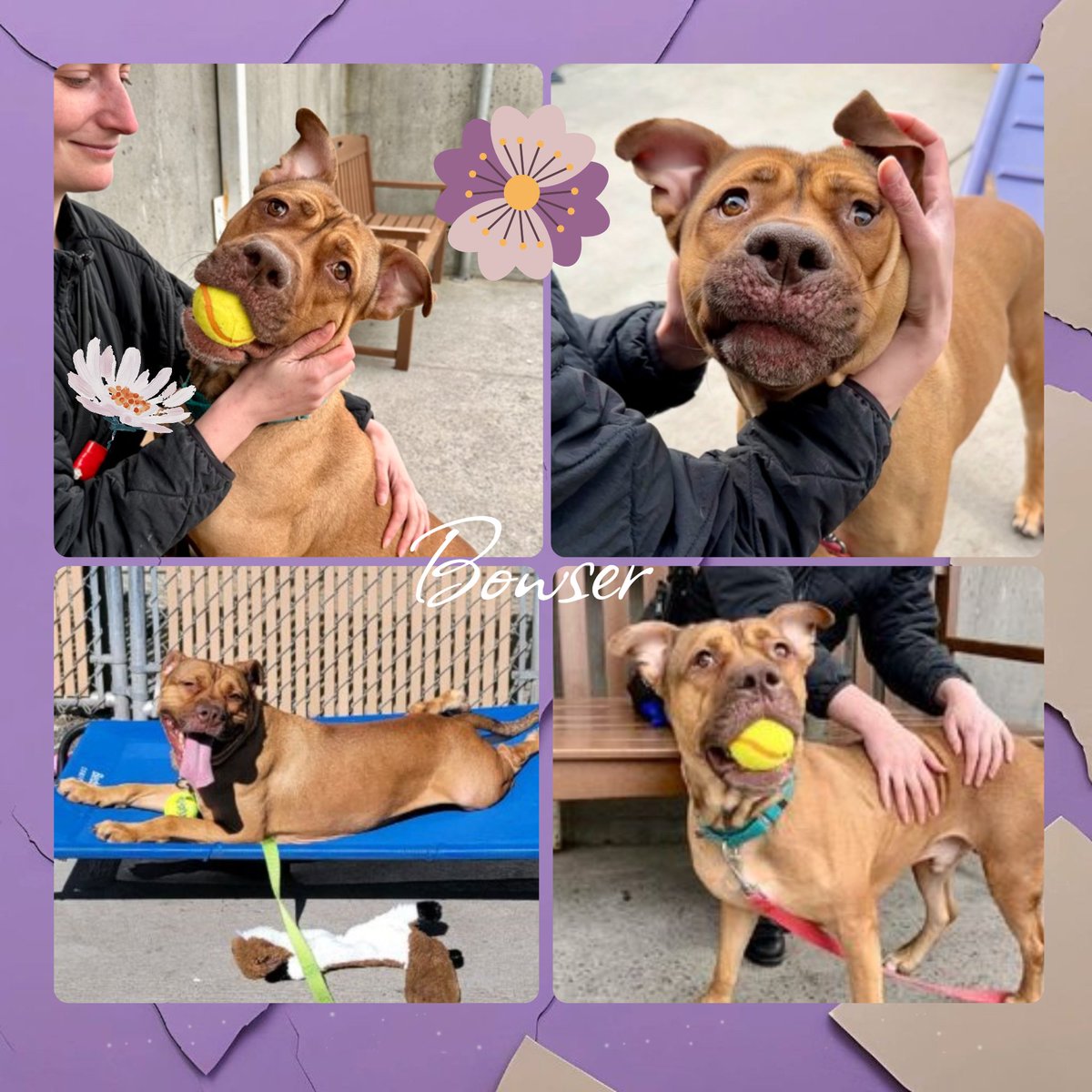 Atreus was killed 🐾💔 Picnic was killed 🐾💔 🚨 Bowser is the sole survivor & remains under kill command. Anyone interested in super cute Bowser DM me. Just 1-y/o.