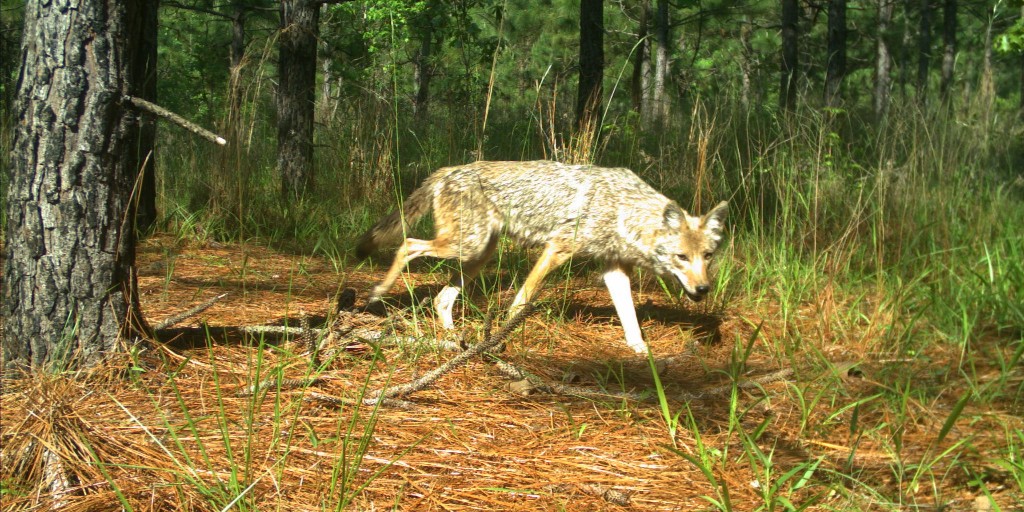 Join #HarrisLake staff on Wednesday, May 8 at 7 p.m. to learn about the animals that live in the Longleaf Pine forest! Discover through fun activities the ways they use this habitat’s special features for food and shelter. Register: ow.ly/3slG50Rw96W