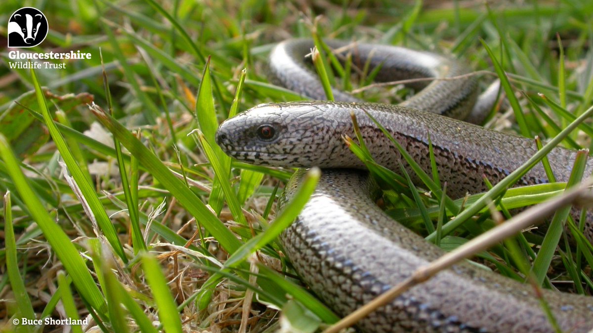 Have you ever seen a slow worm? Neither a worm nor a snake, the slow worm is a legless lizard, found in heathland, grassland, woodland edges and sometimes gardens! Like other lizards, they can shed their tail when threatened, and hibernate through the winter months.