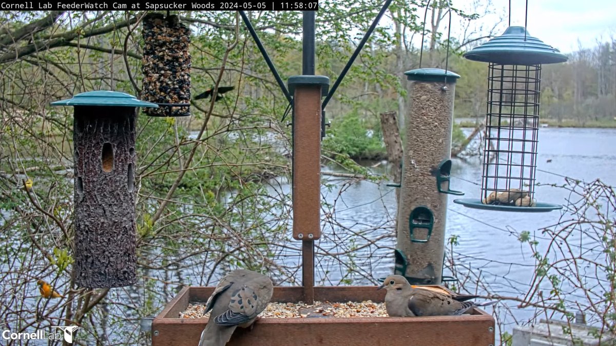 11:58, 5/5 Female Baltimore Oriole arrives with nest material in her beak. As a crowd arrives, she heads to the trees (left of screen) and picks a bit more nest material from the tree #cornellfeeders