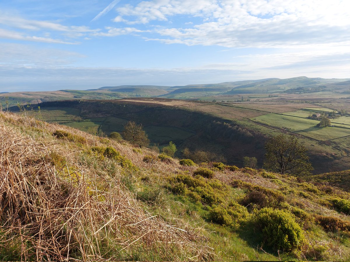 Over the moors and along the valleys this morning with my wife-to-be. 2-3 Cuckoos including fleeting appearances at the tops of trees, 4 Curlew, 4 Wheatear, Grasshopper Warbler, 8 Red Grouse. And as the morning warmed: 5 Green Hairstreaks, 6 Common Heath & a Green Tiger Beetle.