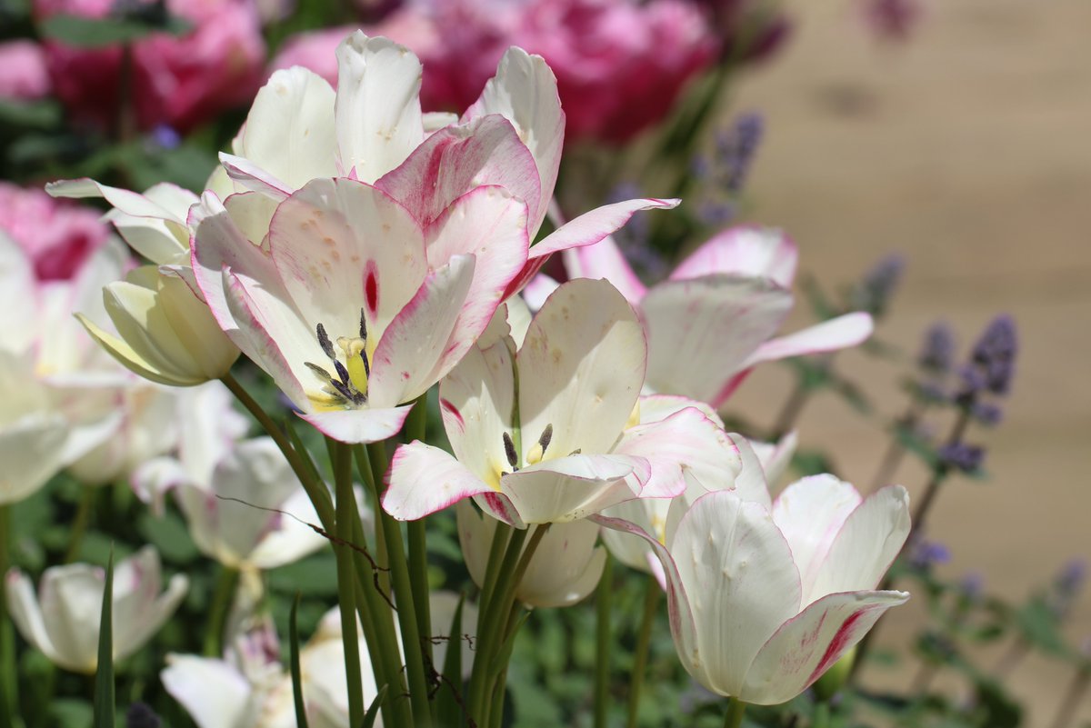 A perfect day for a trip to the tulip festival at #MortonHallGardens So many ideas for tulip combinations next spring! #GardeningX #sundayvibes #tulips