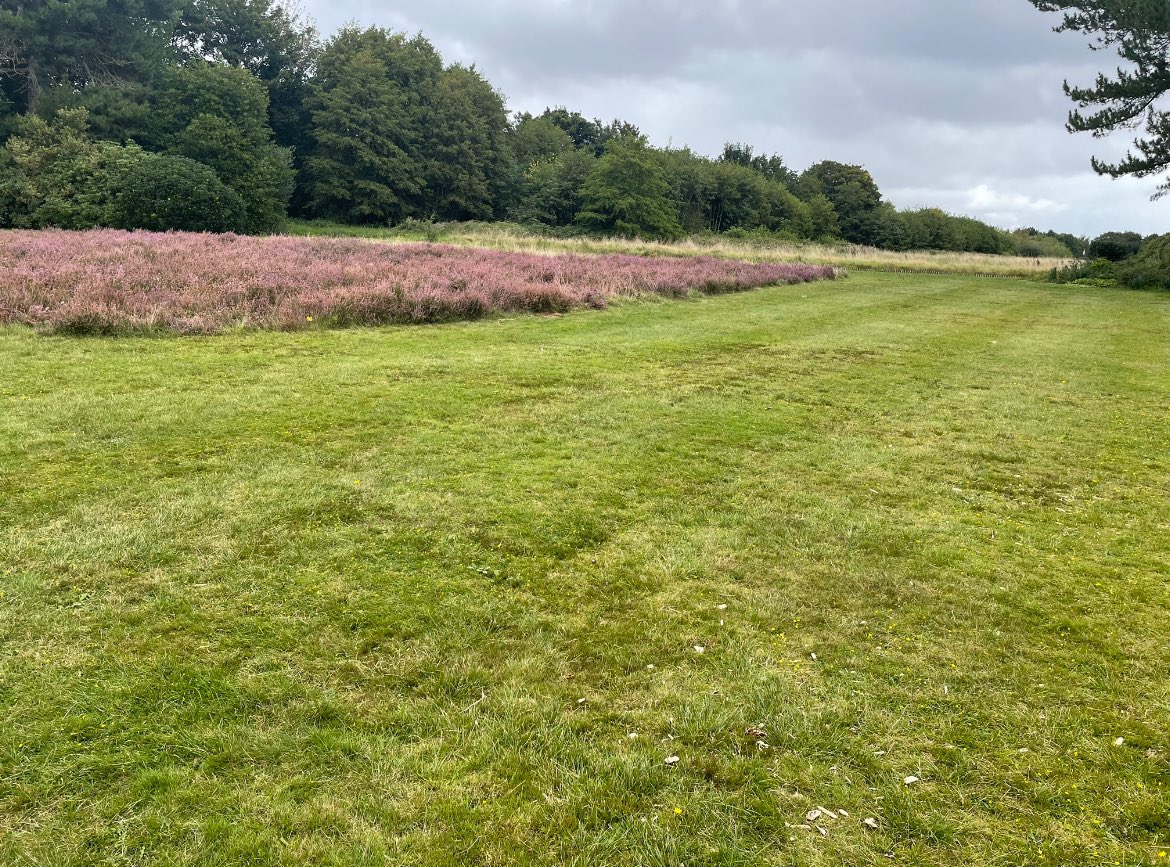 Last year I pointed out that @nationaltrust’s mowing regime is destroying this ancient heath at Speke Hall, the last example of its kind in Merseyside. It wouldn’t take much to stop mowing here & increase heath without compromising on space. Wld be great to receive a response🌱❤️