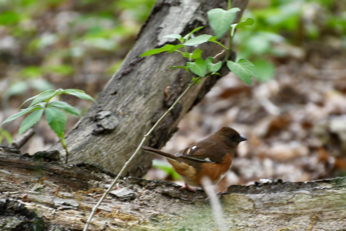 Excellent birding in @prospect_park Sat. Over 12 warblers! Not the best pic of a Cape May, but the background rocks. Got a cat bird showing off its red underoos. The common yellowthroat looks like it’s guarding a flag. New obsession: female towhees. #birdphotography #birding