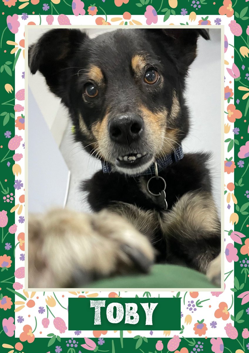 Toby would like you to retweet him so the people who are searching for their perfect match might just find him 💚🙏 oakwooddogrescue.co.uk/meetthedogs.ht… #teamzay #dogsoftwitter #rescue #rehomehour #adoptdontshop #k9hour #rescuedog #adoptable #dog