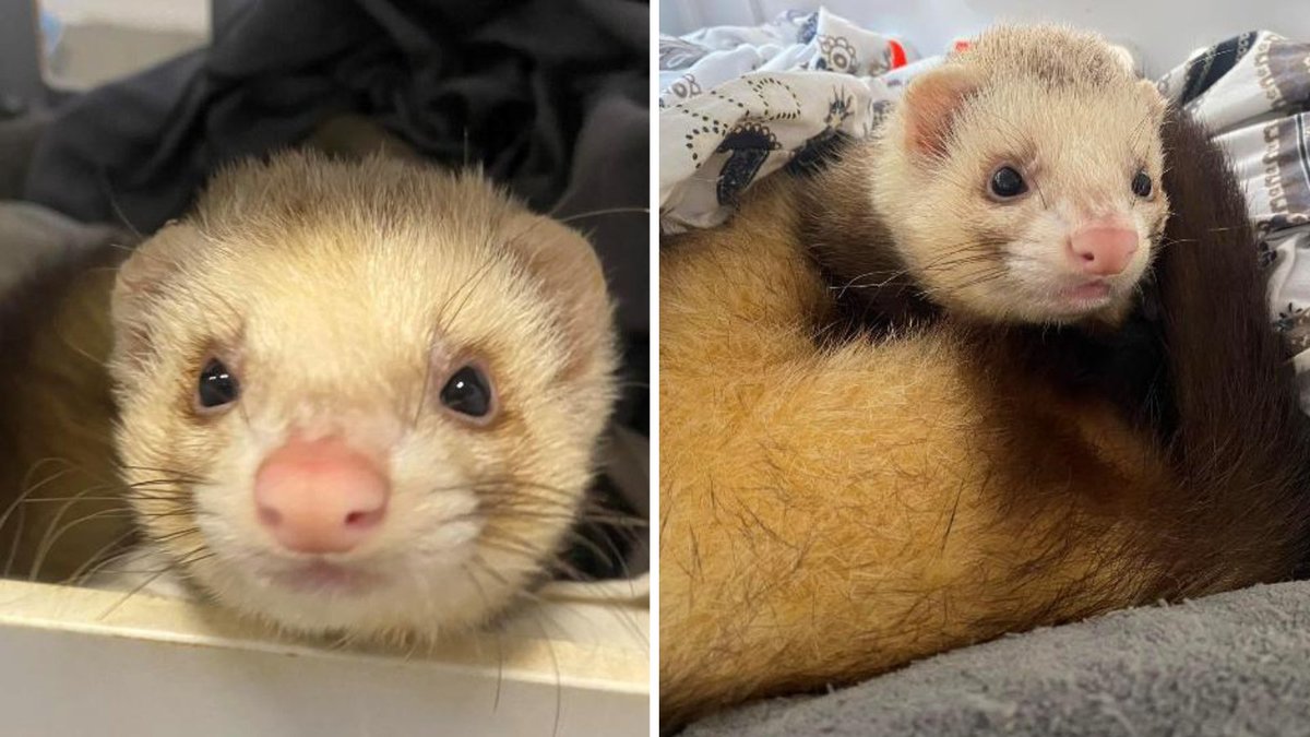 Charles was a stray before he came into the care of @RSPCAHull. This confident and playful boy is now hoping to find a ferret bestie and a happy new home. Could you be the one to make his dreams come true this #SmallFloofSunday? Find out more about him: bit.ly/3QoQZ3M