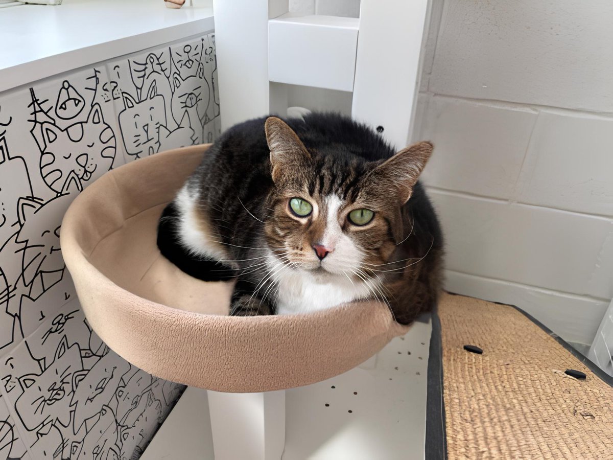 Meet Pudin! This 13-year-old senior cat has been in our care for about 52 days and is one of our longer stay felines. She would probably fit best in a home with a low-key lifestyle. Will you help Pudin find her furever home? Learn more about Pudin: bit.ly/4dmh11i 🐾