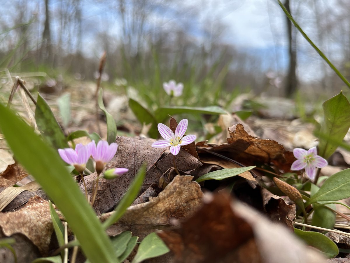 Only 5 more days until Killbear opens again! 🌸 Wildflowers are springing up and that means it’s almost time to welcome back campers! 🏕️ When are you coming to Killbear this year? #KillbearPP #Spring #Camping