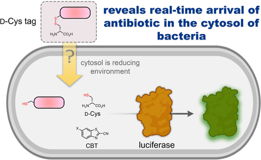 This study in #ACSInfectiousDiseases presents a method to assess the accumulation of antibiotics real-time in live bacteria using bioluminescence. <a href="/PiresChemBioLab/">Pires Group: 🧪|🦠|🧫</a> 

go.acs.org/9dI