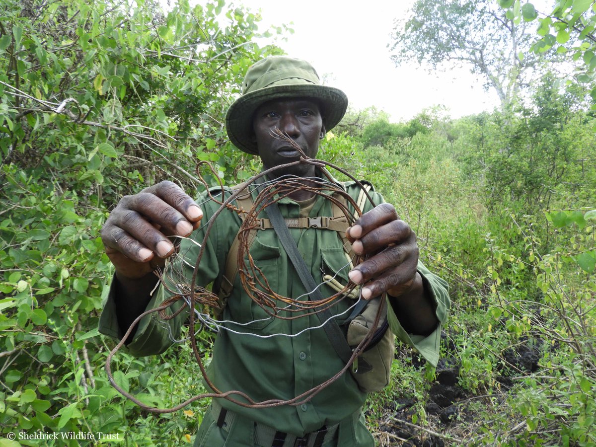These are some of the deadly wire snares our SWT/KWS Anti-Poaching Teams confiscated last month. Our rangers regularly patrol known-poaching hotspots, working hand-in-hand with our Air Wing who identify emerging poaching hotbeds: sheldrickwildlifetrust.org/projects/anti-…