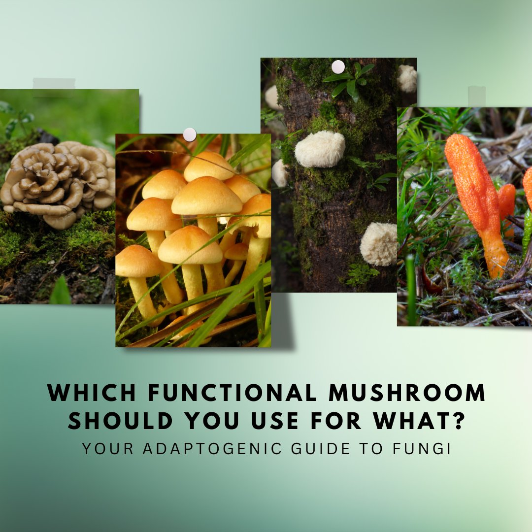 wellnessTV4u's tweet image. 🍄 Which #FunctionalMushroom Should You Use For What? Your #Adaptogenic Guide To Fungi | @mindbodygreen 🌿💚

Unlock the power of functional mushrooms with our adaptogenic guide! 
👉️ bit.ly/4b3cRdc 

#wellnestv4u #functionalmedicine #holisticliving #adaptogenic