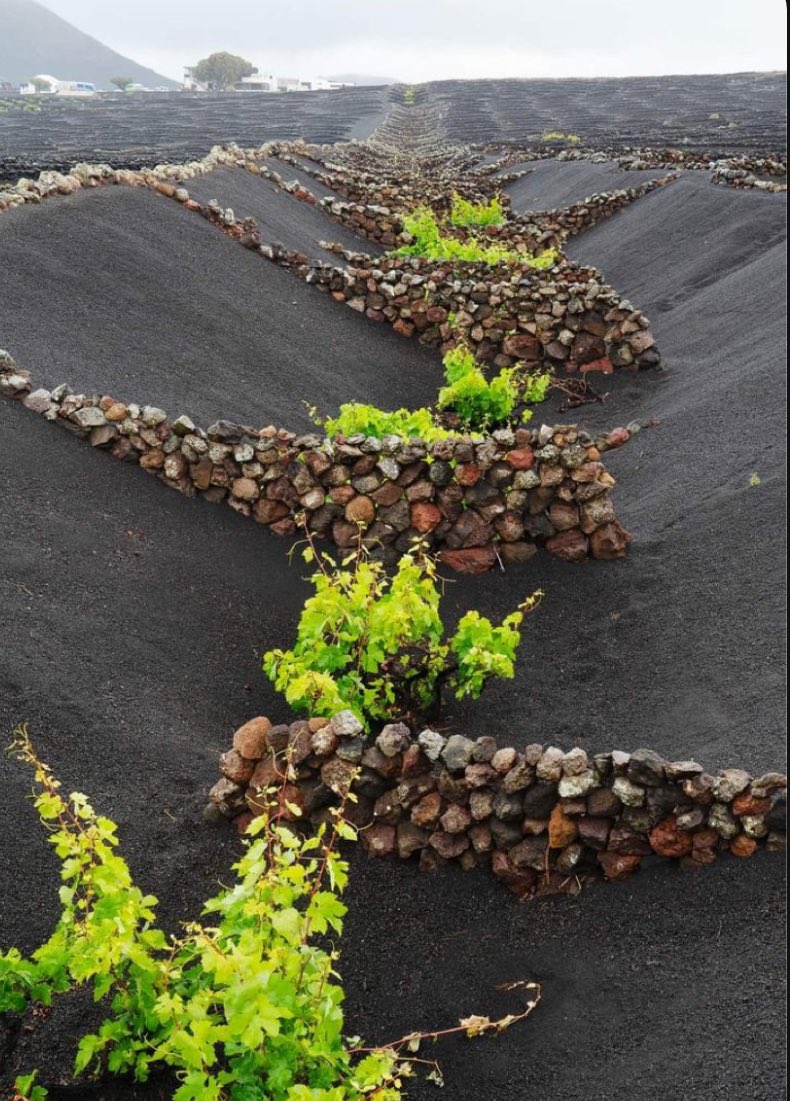 Volcanic vineyards, on Lanzarote, Canary Islands.