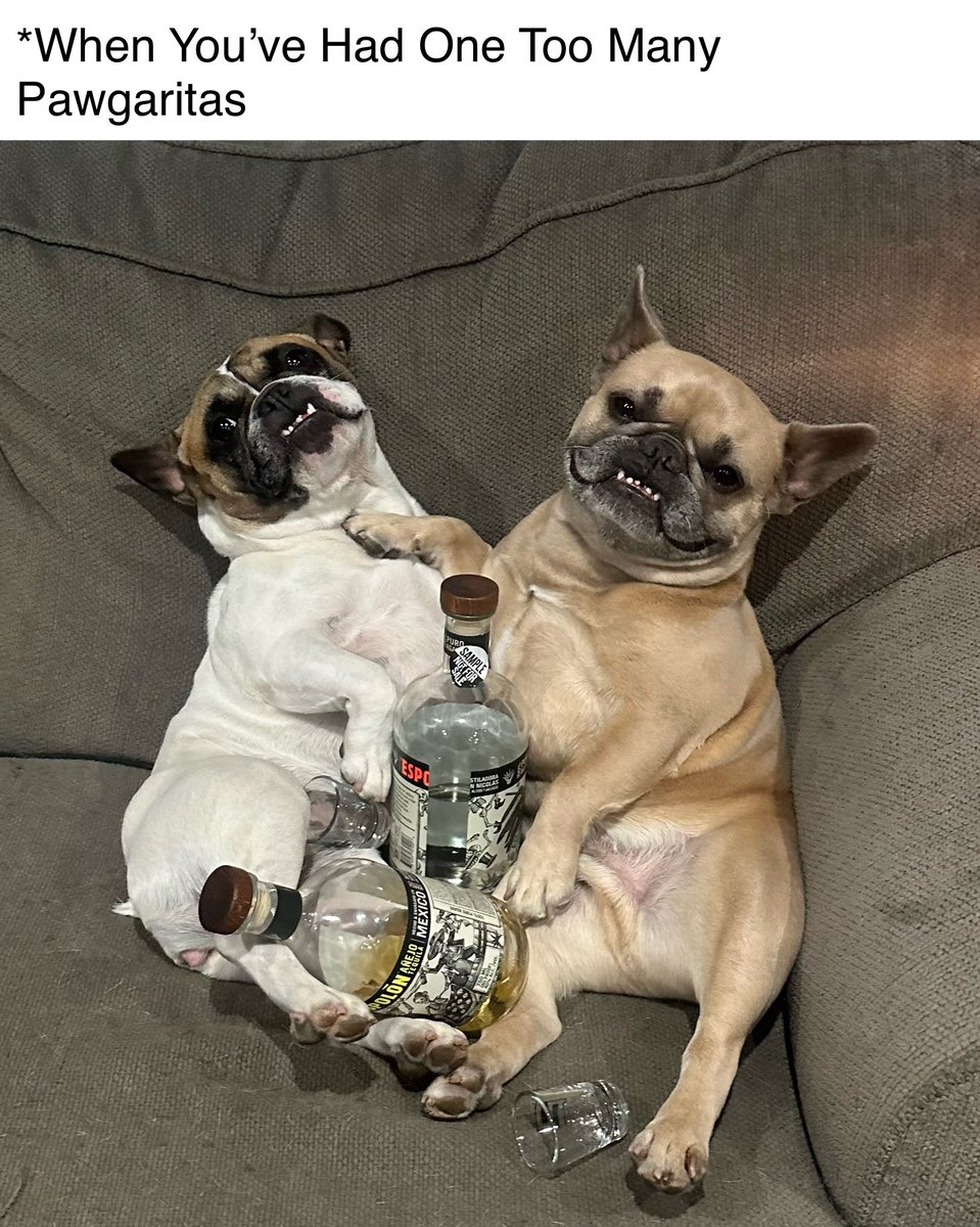 Are they even old enough to drink? 

#cincodemayo #happycincodemayo #dogparent #frenchbulldog #pawgarita #margarita #cocktails #sundayfunday #passedout #espolontequila