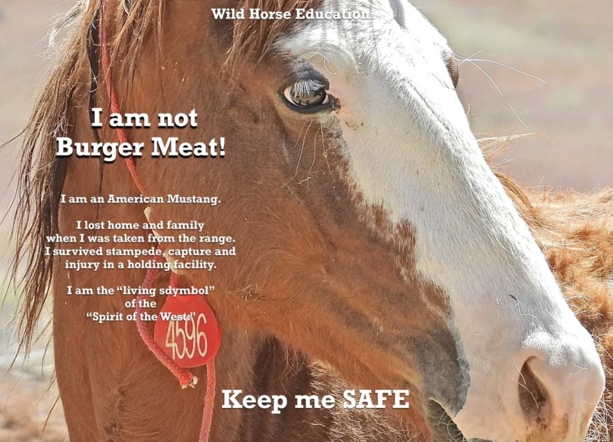 As the world debates the photo finish at the #KentuckyDerby yesterday, can we talk a bit about slaughter? tinyurl.com/4f2xjan6 Why is a #wildhorse & burro organization talking about racing? There is a place in law where the Thoroughbred and the Mustang meet, horse slaughter.