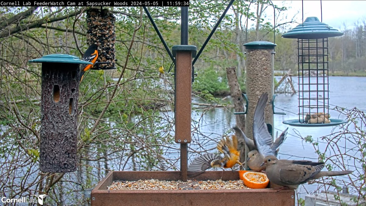 11:59, 5/5 Male & female Baltimore Orioles on the seed block. Female aims for the orange, but is displaced by a Mourning Dove #cornellfeeders