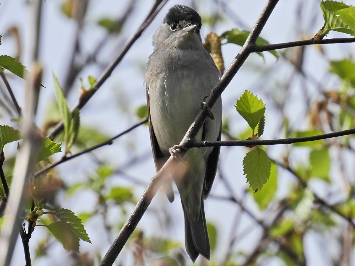 Some great small birds out today on a local walk around croxteth Park