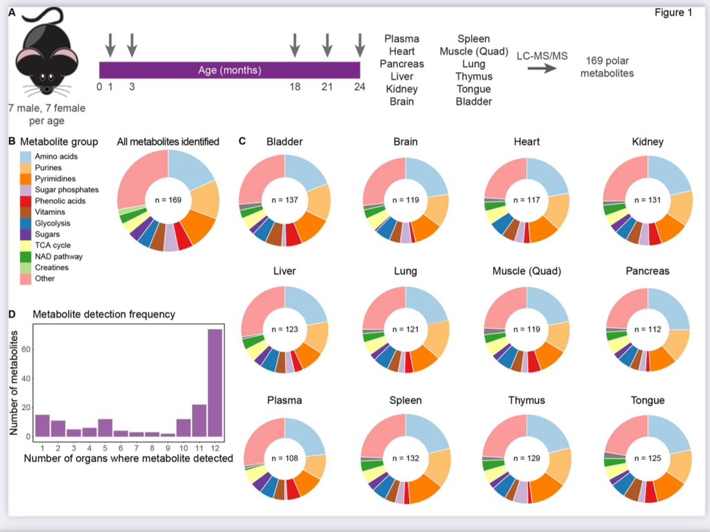 An absolutely incredible resource paper from multiple institutions including @LyssiotisLab @BKennedy_aging & others: A metabolic atlas of mouse aging biorxiv.org/content/10.110… Metabolomics profiling of 12 organs in male & female 🐁 at five ages, showing consistent reduction in…