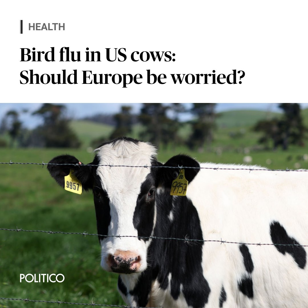 Bird flu has jumped across to cows and is rapidly spreading through herds in the US. Which is a problem because it means the virus has mutated and is one step closer to infecting humans. But just how worried should we be? 🔗 trib.al/zOAfboU