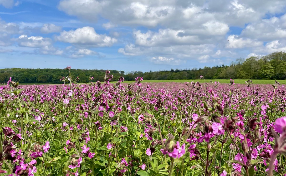 Pink campion putting on a rather epic display on farmland in Norfolk