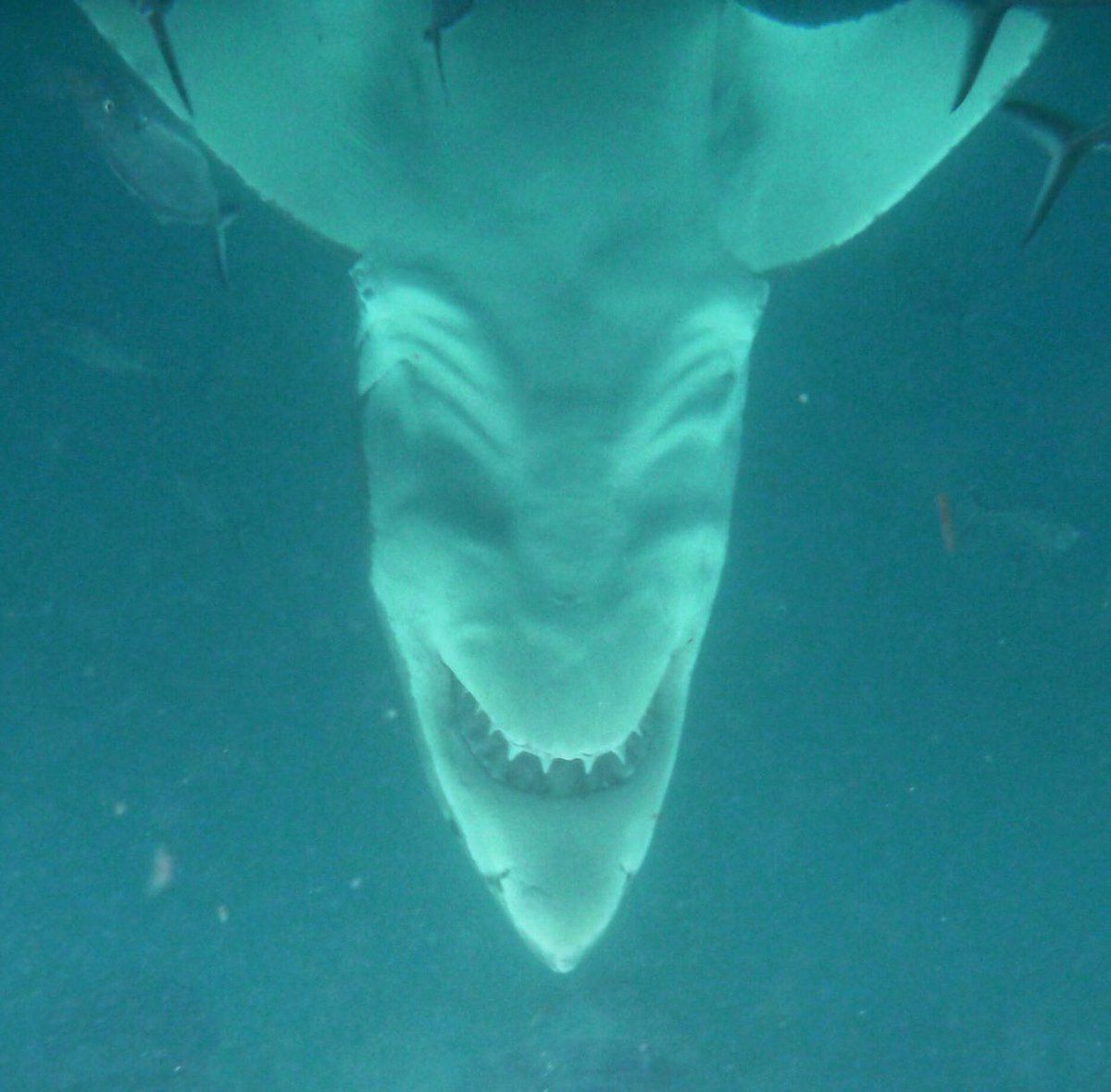 Upside down Great White sharks