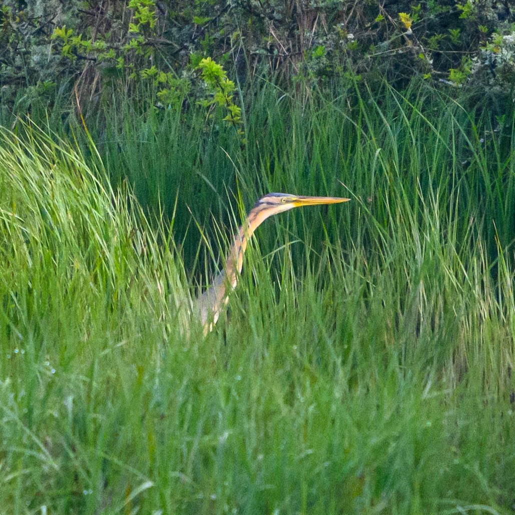 PURPLE HERON Distance and heavy cropped shots of the PURPLE HERON at RSPB Pagham 5/5/24 8am @RSPBPagham @Natures_Voice @RareBirdAlertUK @BirdGuides @waderquest