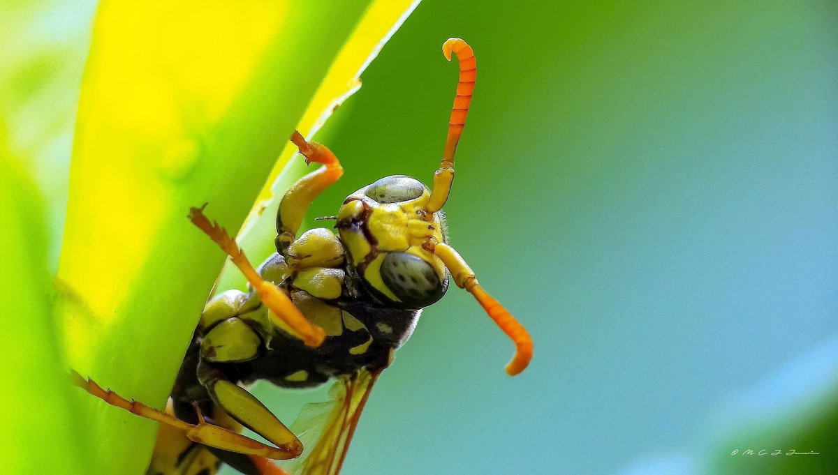 Polistes dominula in the garden. #insects #NaturePhotography #Nikon #GardenersWorld #macrophotography #Hymenoptera.