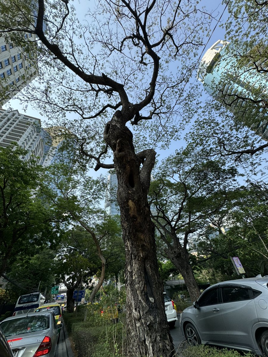 ทำไมถนนในกรุงเทพ แต่ละเส้นถึงไม่สามารถรักษาความเขียวได้เหมือนถนนวิทยุนะ