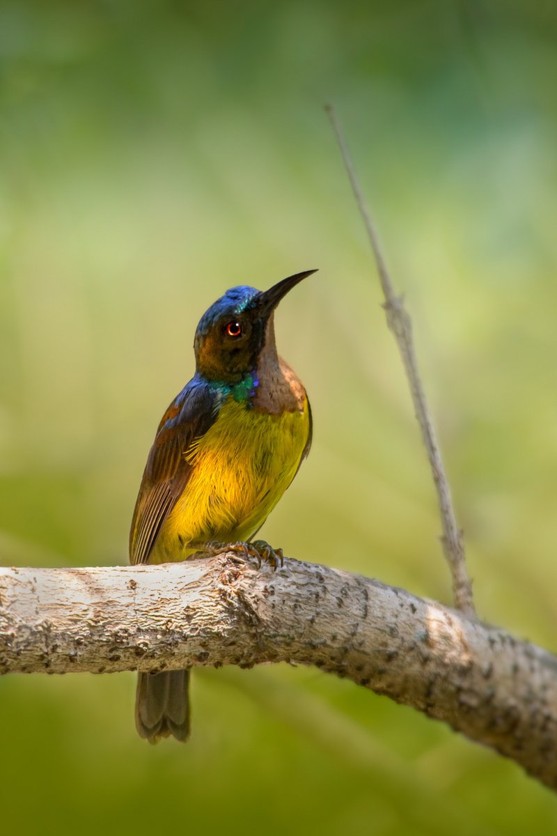 Iridescent beauty: A sunbird perched on a branch