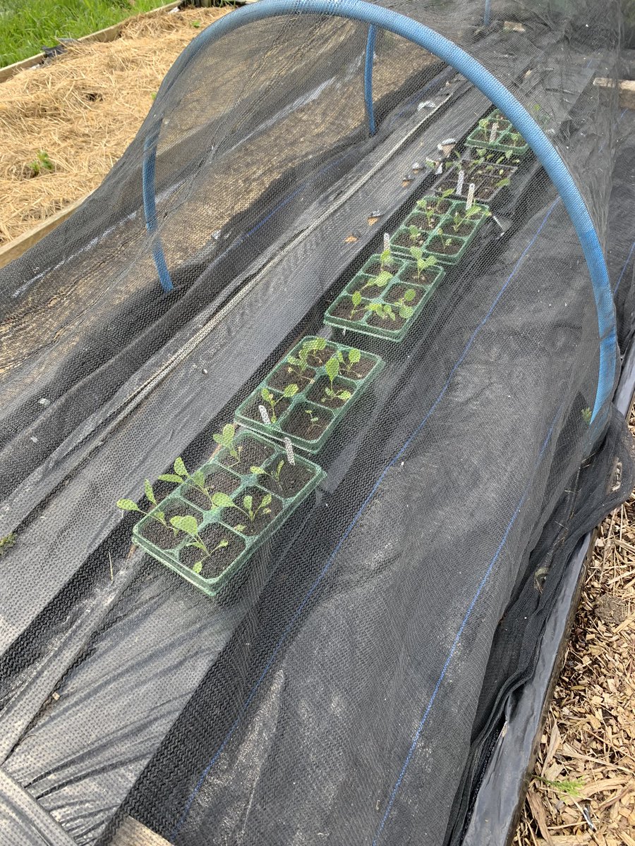 Getting hot now in the polytunnel especially for small brassicas.  Moved the seedlings outside under netting.