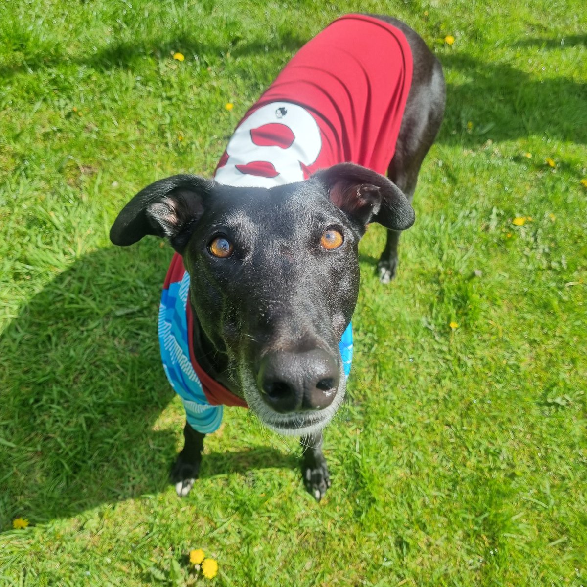 Lexi Hamer tweet media