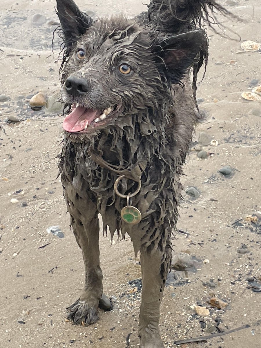 The grin here says it all! A really Happy EverMore dog (and a 'stinky sausage' 😄 after playing in the rock pools at the beach). It's a dog's life... What are your fur-babies up to this weekend? #adoptdontshop #evermore #rescueisbest