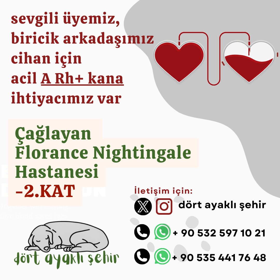 dortayaklisehir's tweet photo. Bugün Dört Ayaklı Şehir'in size ihtiyacı var ❤️ 

Yol arkadaşımız, biricik dostumuz Cihan için acil olarak A RH+ kan gerekiyor.  

🏥Çağlayan Florance Nightingale Hastanesi, -2.Kat, Kan Transfüzyon Merkezi  

Verebilecek olanlar bizimle iletişime geçebilir ☎️ 
Çok teşekkürler https://t.co/kdCmrAnKiM