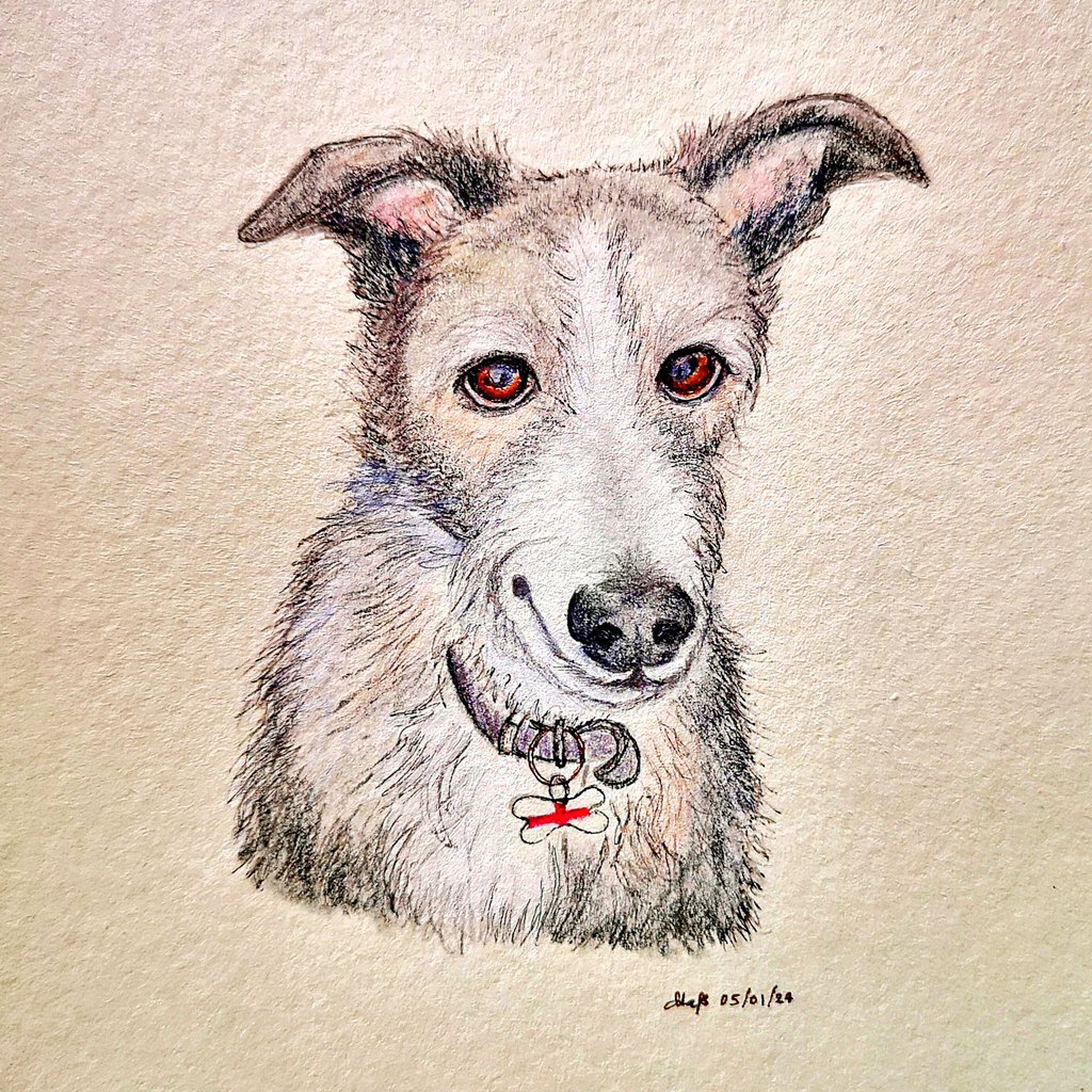 bouncebckbelle's tweet photo. This is Arthur, a gentle soul of a greyhound who recently crossed the ๐ bridge.
According to @emmaskinner23 , he was the goodest, most adorable neighbor.
I enjoyed drawing him! His portrait will make its way to England soon. ๐ฉถ
#MarjDrawsDogs #MarjDrawsPets https://t.co/2qiqJMKEQK