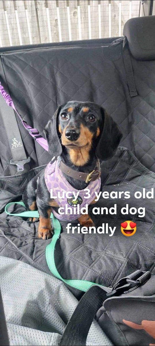 Little Lucy is in #Chesterfield #Derbyshire and looking for her forever home.   Please contact the Rescue for more info ⤵️
Barkingoodtimesrescue21@gmail.com
#mansfield #Worksop #Clowne #Derby #Nottingham #Nottinghamshire #Sheffield