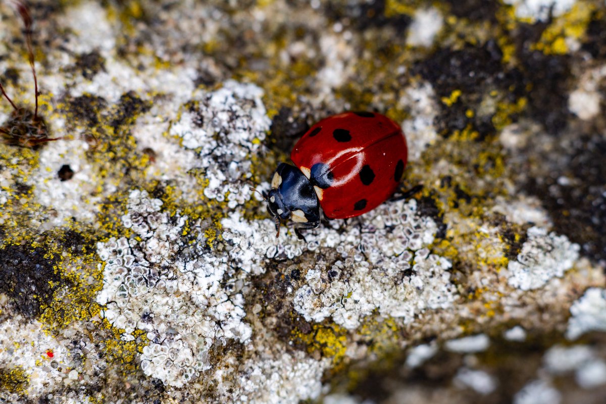 Rescued this Ladybird from the pond this morning, she sat and dried out for half an hour allowing me to photograph her… #macro #goodsoul ….