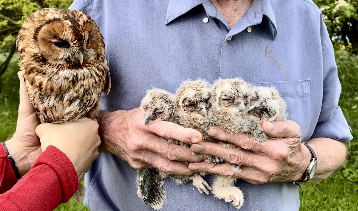 So this just happened! 💚🦉

#tawnyowl #owl #birdsofprey #nature #wildlife