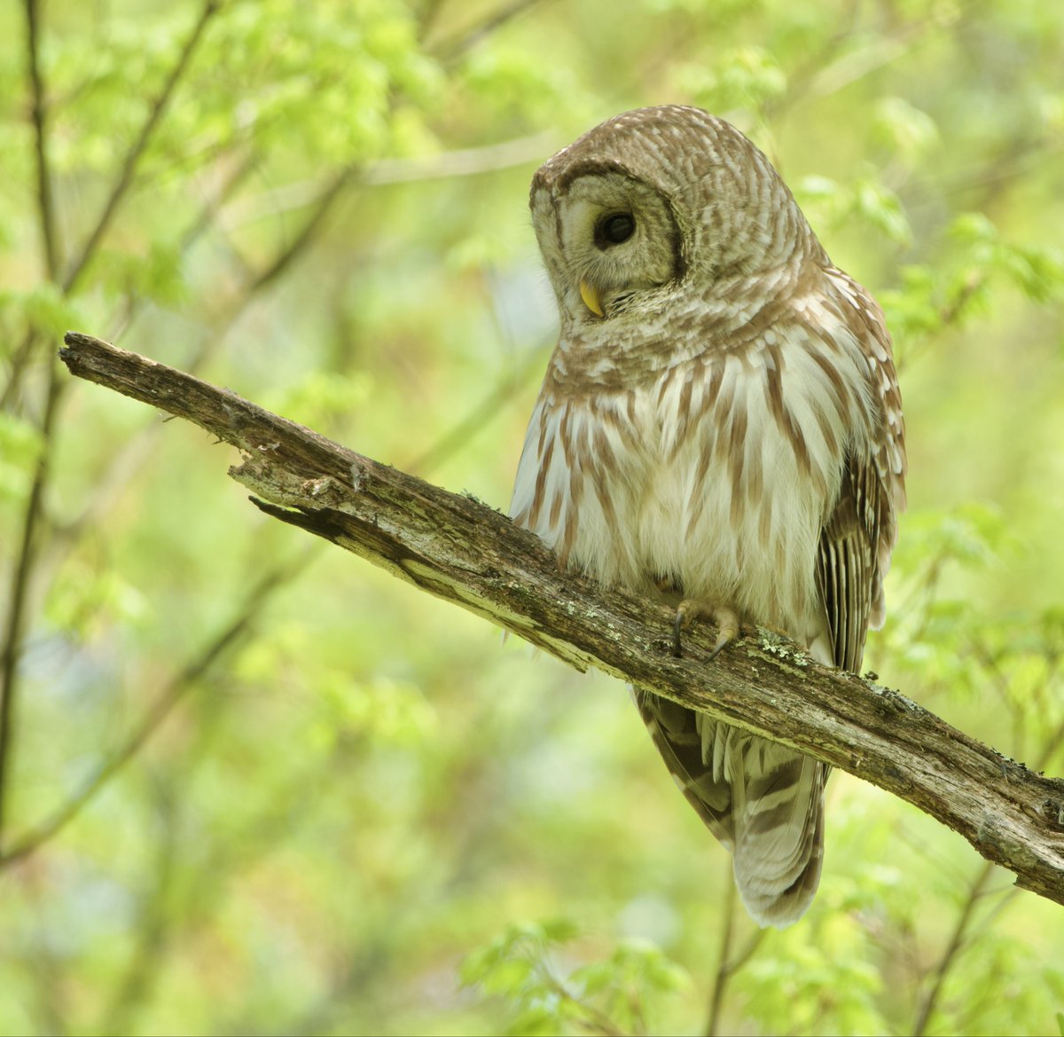 Good Morning.  #SundayYellow #Nature #Wildlife #BarredOwl #Owls #Photography #BirdsOfPrey #Birds