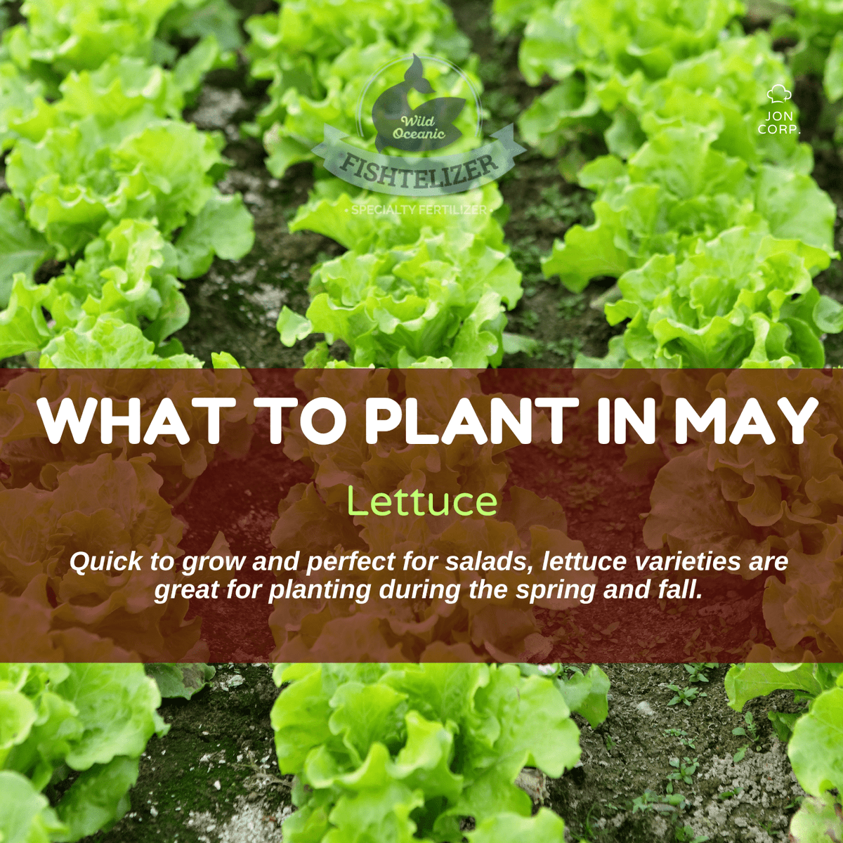 Fishtelizer's tweet photo. “What To Plant In MAY” 🌱😍

Follow Fishtelizer to learn more on planting seasons.

@fishtelizer
@fishtelizer
@fishtelizer
.
.
.
#hydroponics #naturalfertilizer #plantinginmay #gardeningcalender #may #mayplants #mayplanner #plantingcalander https://t.co/pZs9reIrvM