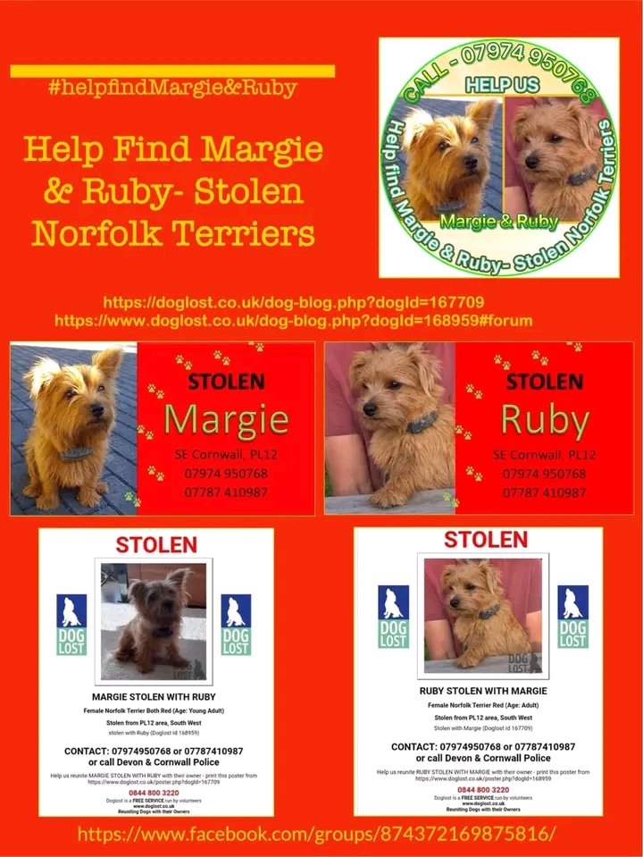 MARGIE AND RUBY  ... STILL MISSING 
#missingdog x2
#StolenMargieandRuby 
#FindMargieRuby 
#stolendoghour 
@FindMargieruby
@MissingPetsGB
@LisaClareRead2 
@ZuccoIsMissing 
Margie and Ruby could be anywhere in the country now. 
Reward for safe return. 
        👇👇👇