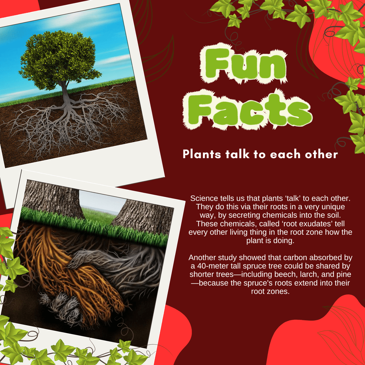 Fishtelizer's tweet photo. FUN FACT ABOUT PLANTS 📢🌱☀️ 🕵️‍♀️

Follow @fishtelizer for interesting content 😍😍

#planting #gardening #gardeningathome #growvegetablesathome #boostplantgrowth #hydroponics #madeinusa #funfacts #plantsfacts #plantingfacts #microorganisms https://t.co/zOUs6hOvfK