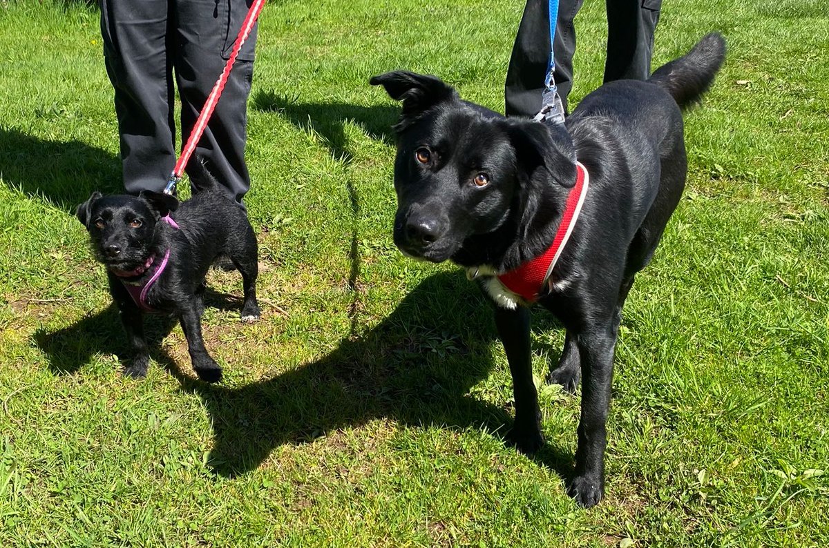 Leela and Stitch are looking for a forever home together, they are a bonded doggy duo looking for a PAWfect match. Read all about them - link in bio #doggyduo #adoptdontshop #homestay @dogstrust