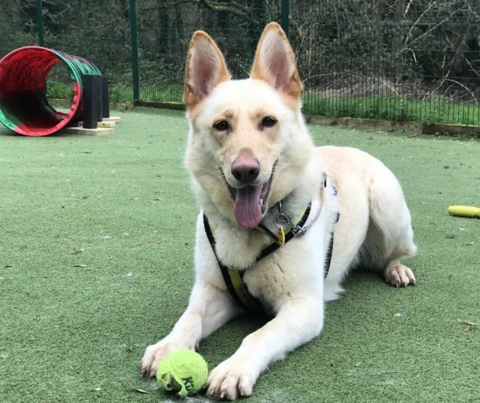 Tara is a beautiful, independent and confident lady who likes to explore with her nose on adventures. This playful pooch also enjoys a game of fetch with her favourite ball as well as receiving lots of fuss and a nap on the sofa💛 @DT_Ilfracombe📍 bit.ly/4a3EtgQ