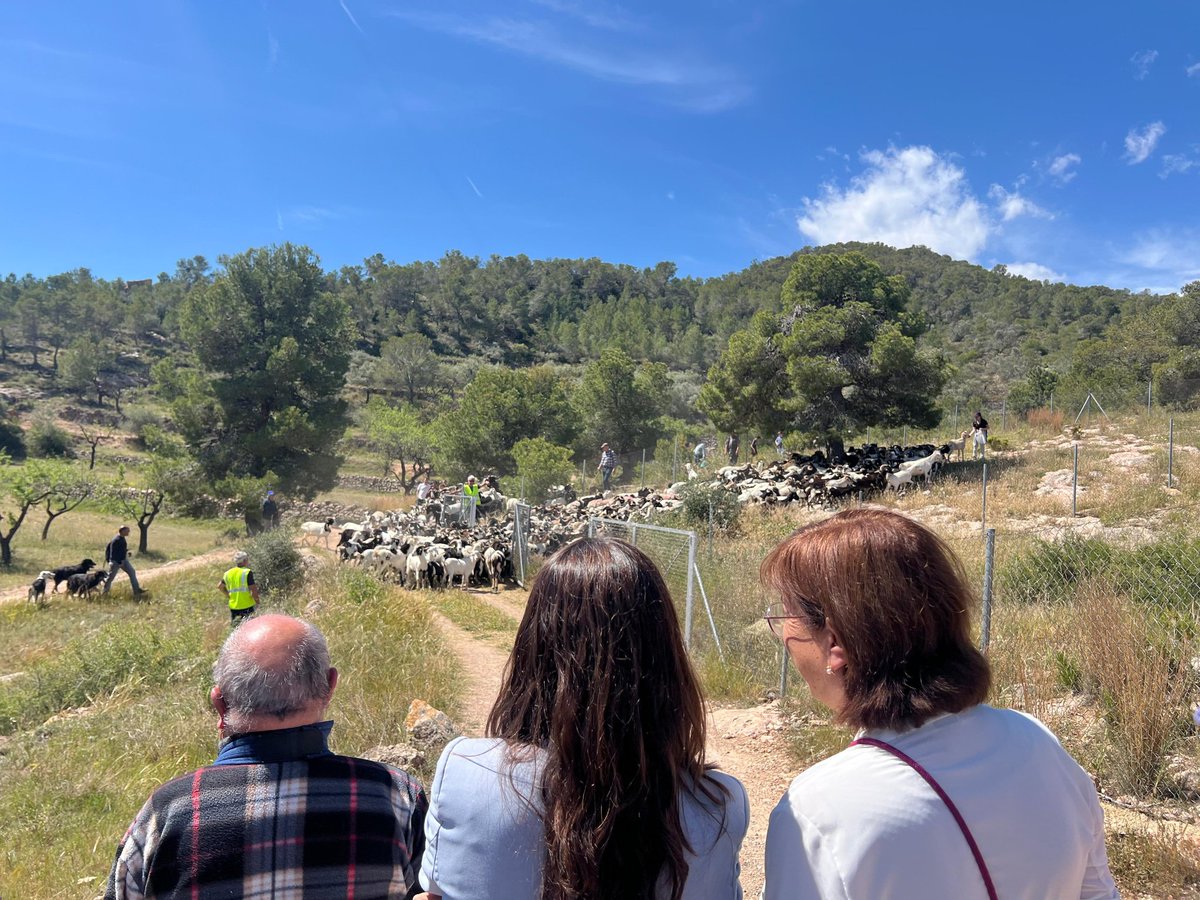 La tradicional baixada dels ramats de Cabra Blanca de Rasquera és un d’aquells moments que ens recorden els nostres orígens i la importància d’estimar la terra. Preservem-ho entre tots! #PuigdemontPresident