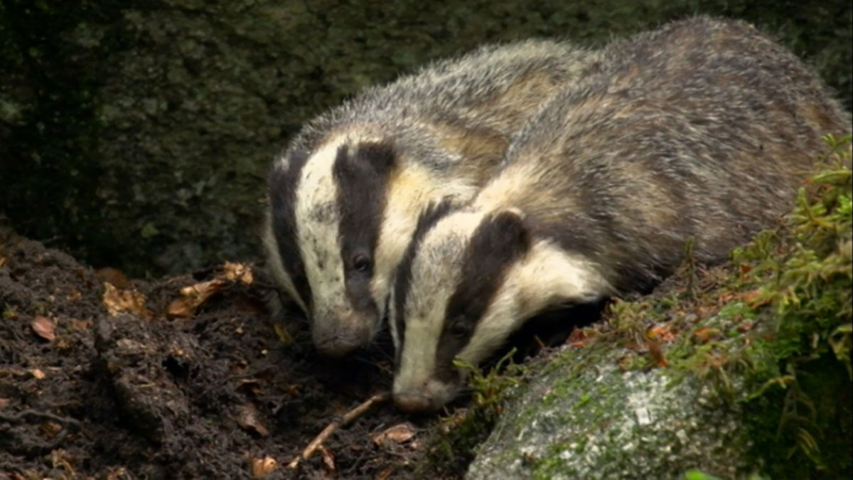 Action for Badgers in France who are being killed in very large numbers. mesopinions.com/petition/anima… @mesopinions_com