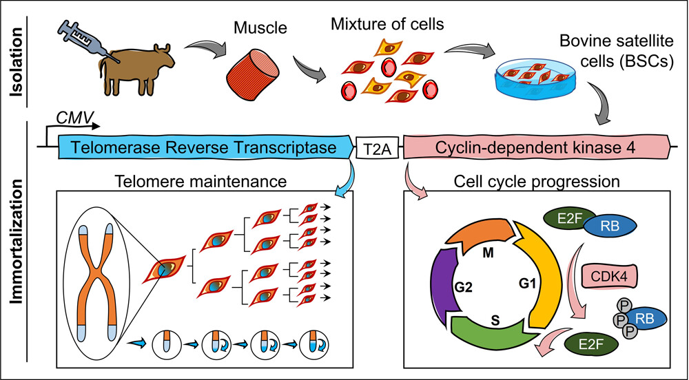 #WeekendReading! On this day in 2023, Stout et al. put out this fascinating paper relating to #LabGrownMeat ➡️ go.acs.org/9dq Excellent work by @AJamesStout, @KaplanLab_Tufts and colleagues 😎🎉